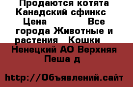 Продаются котята Канадский сфинкс › Цена ­ 15 000 - Все города Животные и растения » Кошки   . Ненецкий АО,Верхняя Пеша д.